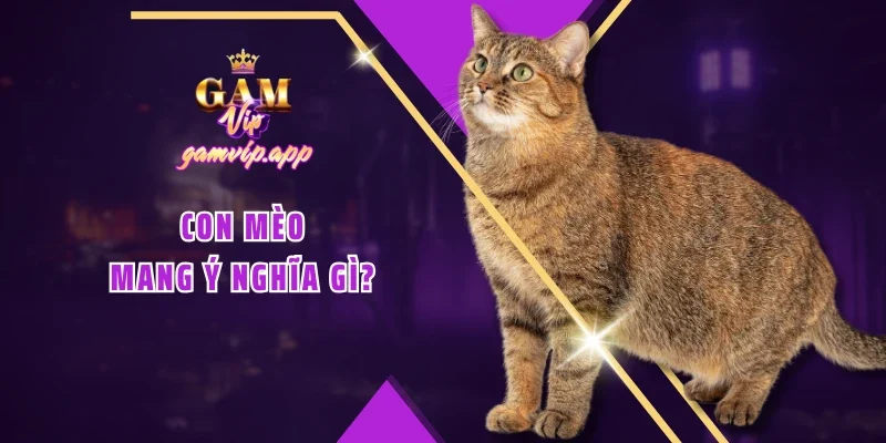 Con mèo mang ý nghĩa gì?