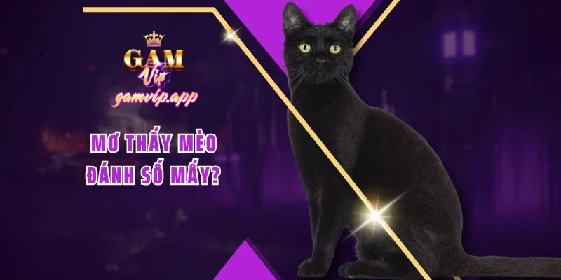 Mơ thấy mèo đánh số mấy?