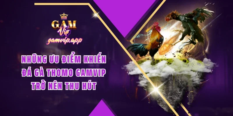 Những ưu điểm khiến đá gà Thomo Gamvip trở nên thu hút